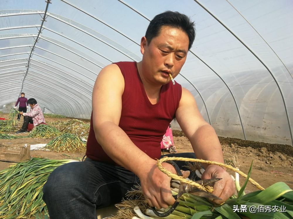 最新蔬菜價(jià)格查詢，了解菜價(jià)，掌握生活成本